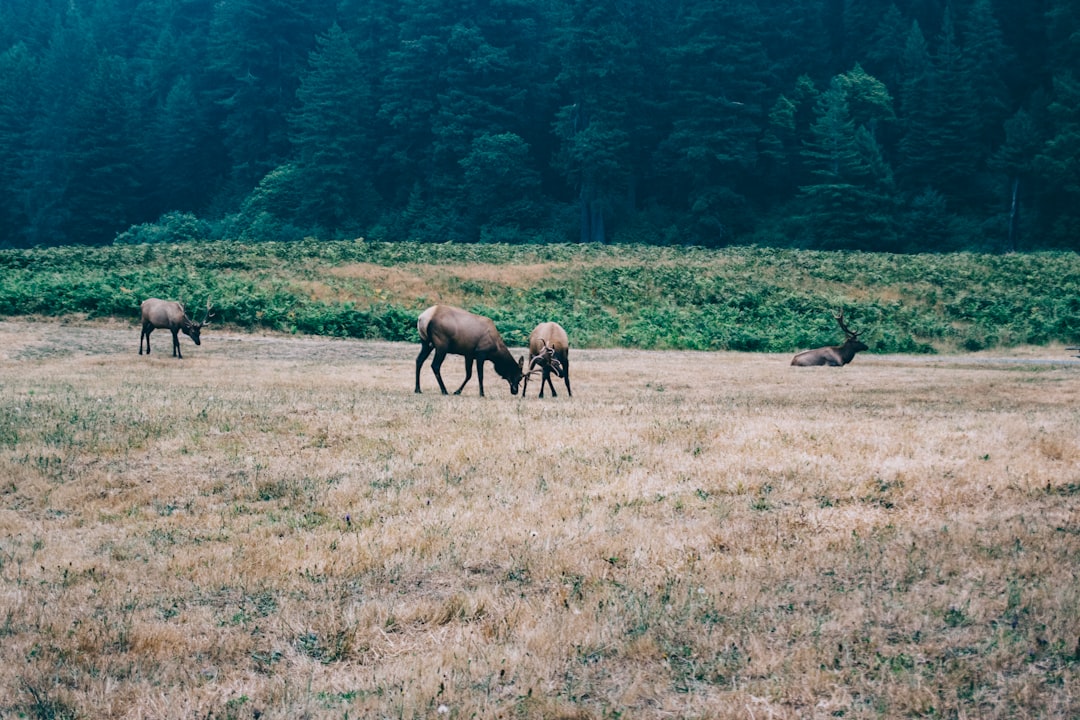 four deers on brown field during daytime