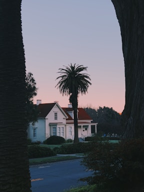 silhouette of tree near house