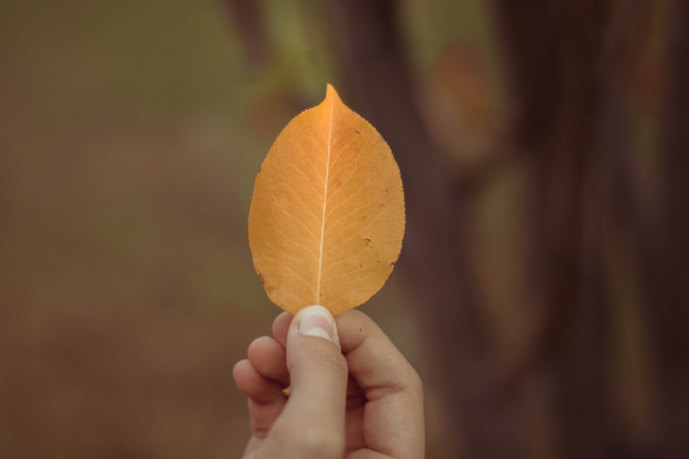 selective focus photography of person holding ovate leaf