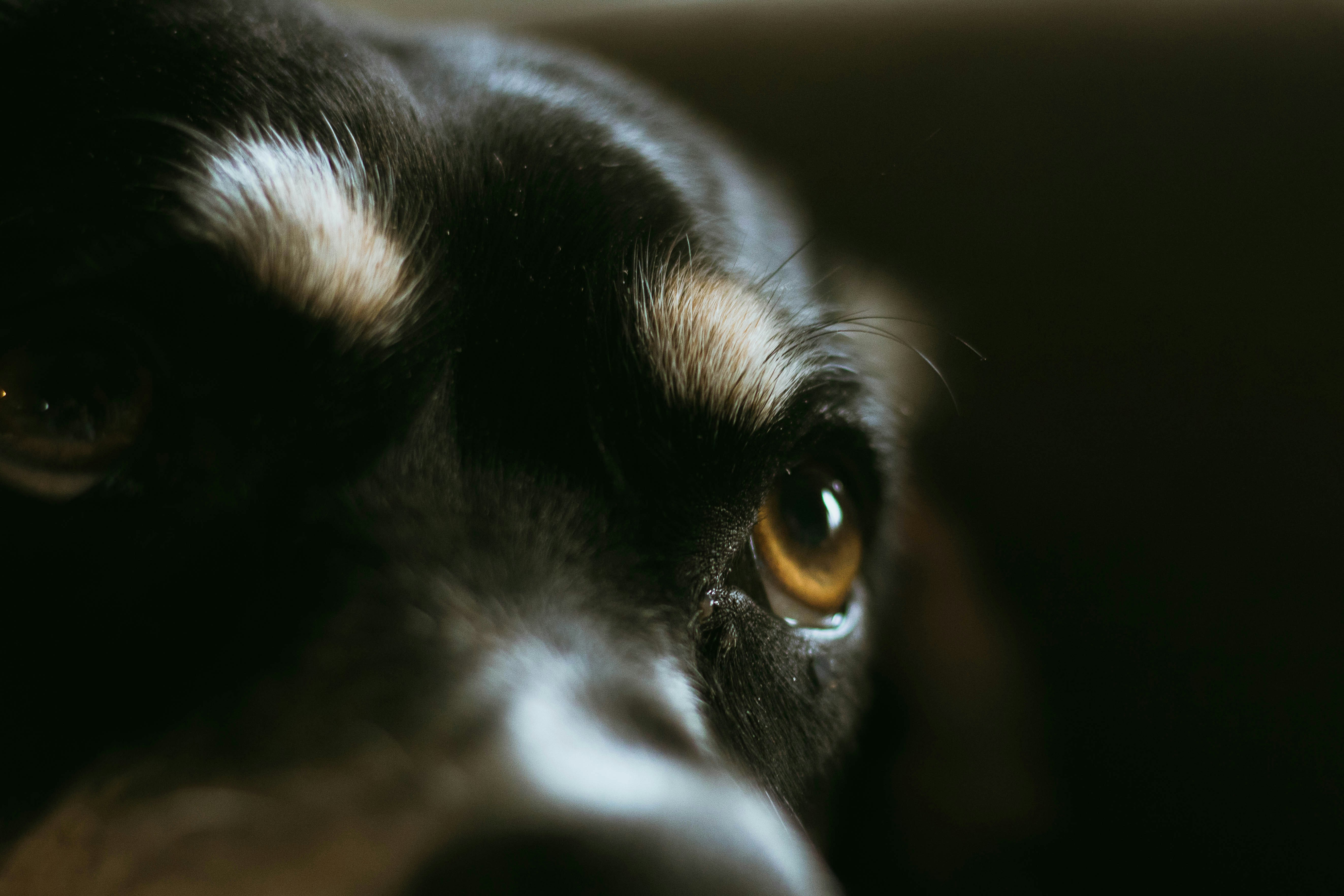 Photo by jacobsedgie