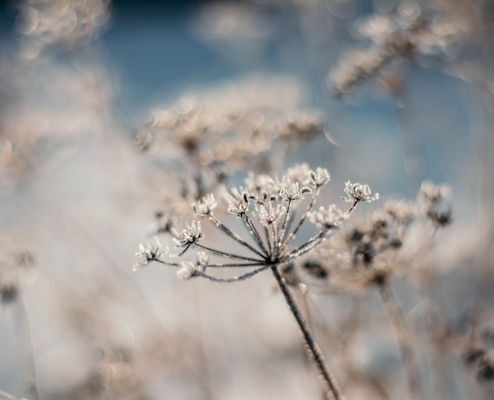 selective focus photography of white flowers