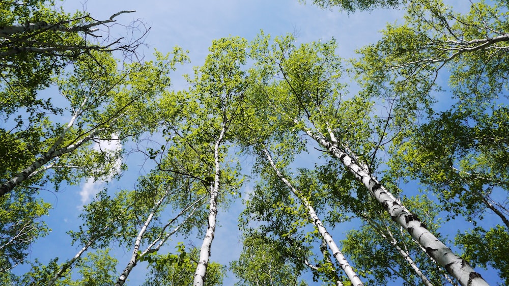 low angle photography of green trees