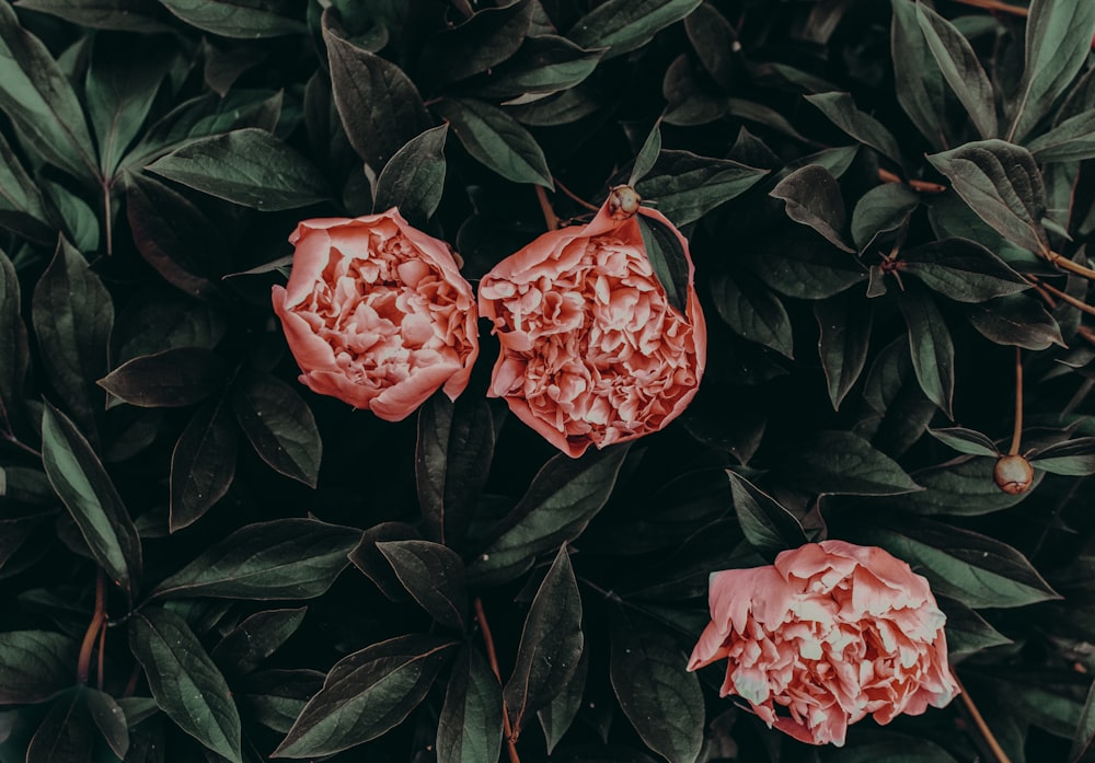 Fotografía de primer plano de rosas rojas