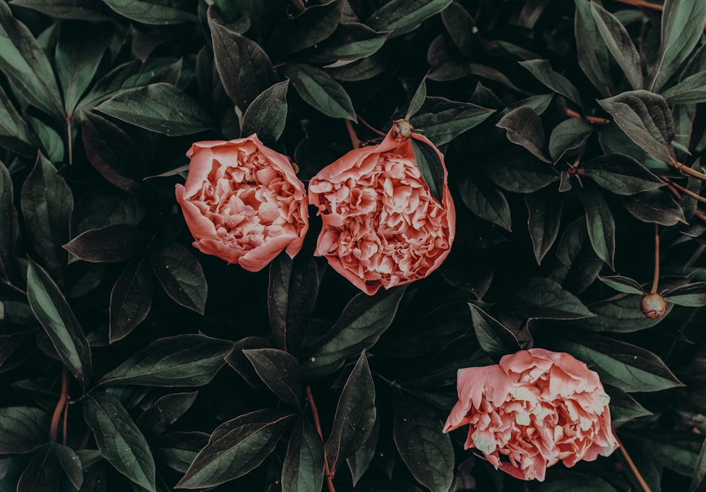 Photographie en gros plan de roses rouges