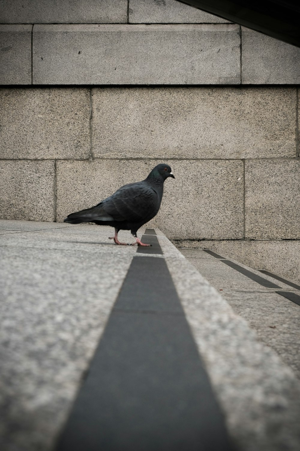 gray short-beaked bird on gray concrete pavement during daytime