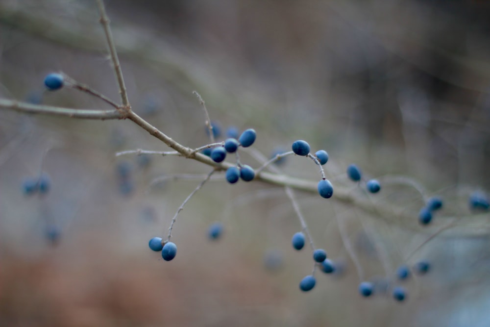 a branch with blue berries hanging from it