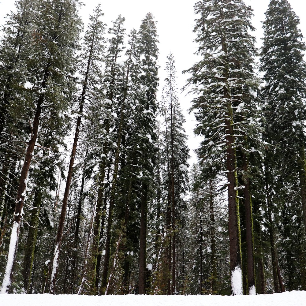 snow covered tall trees during daytime