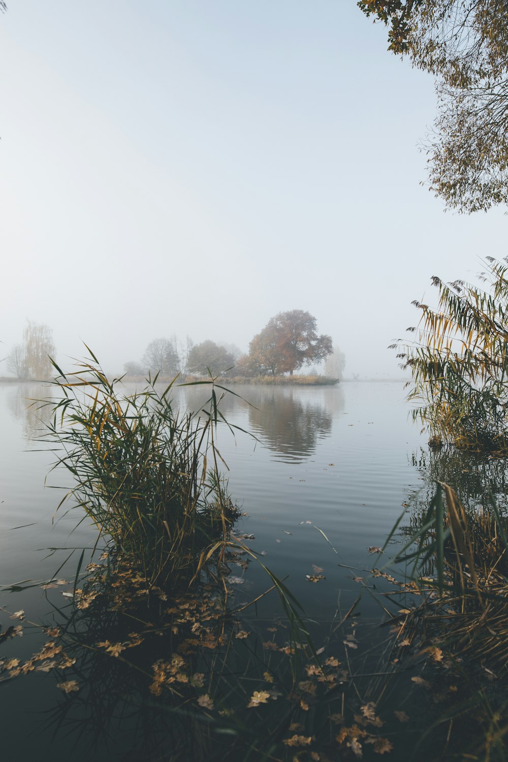 green plants on body of water