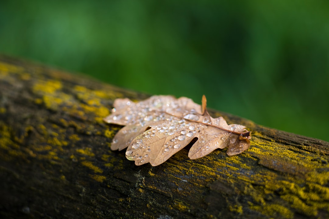 selective focus photograhpy of dried brown leaf