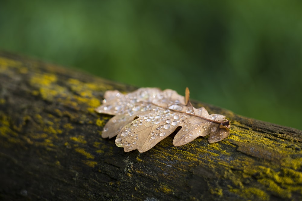 selective focus photograhpy of dried brown leaf