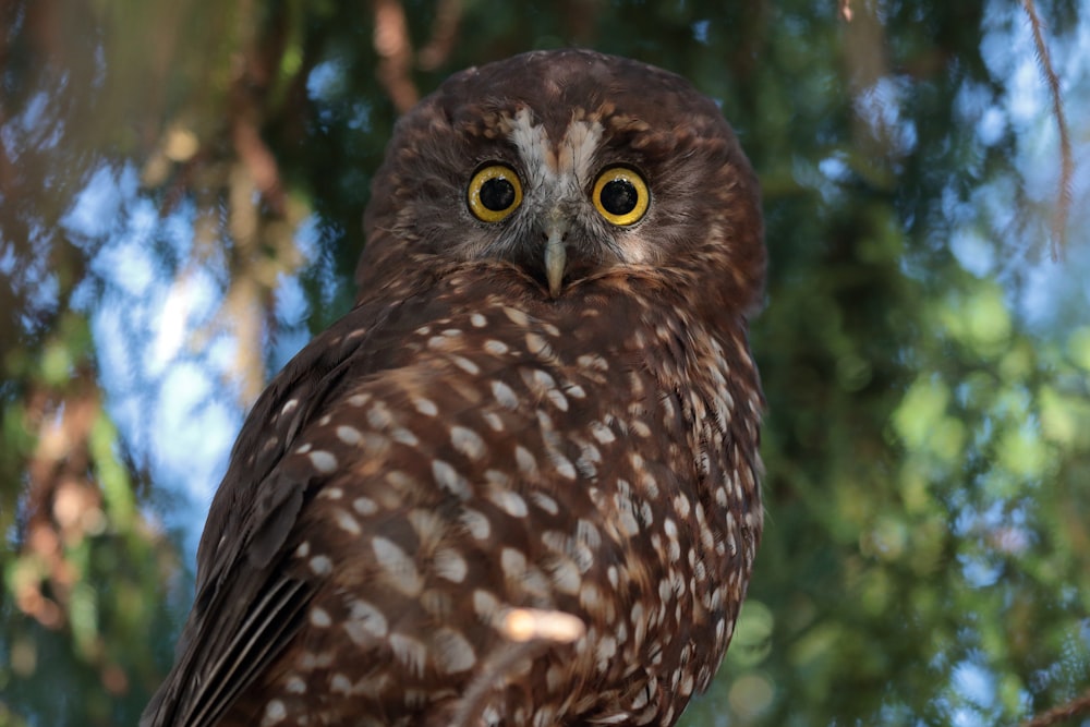 selective focus photography of wide-eyed brown owl