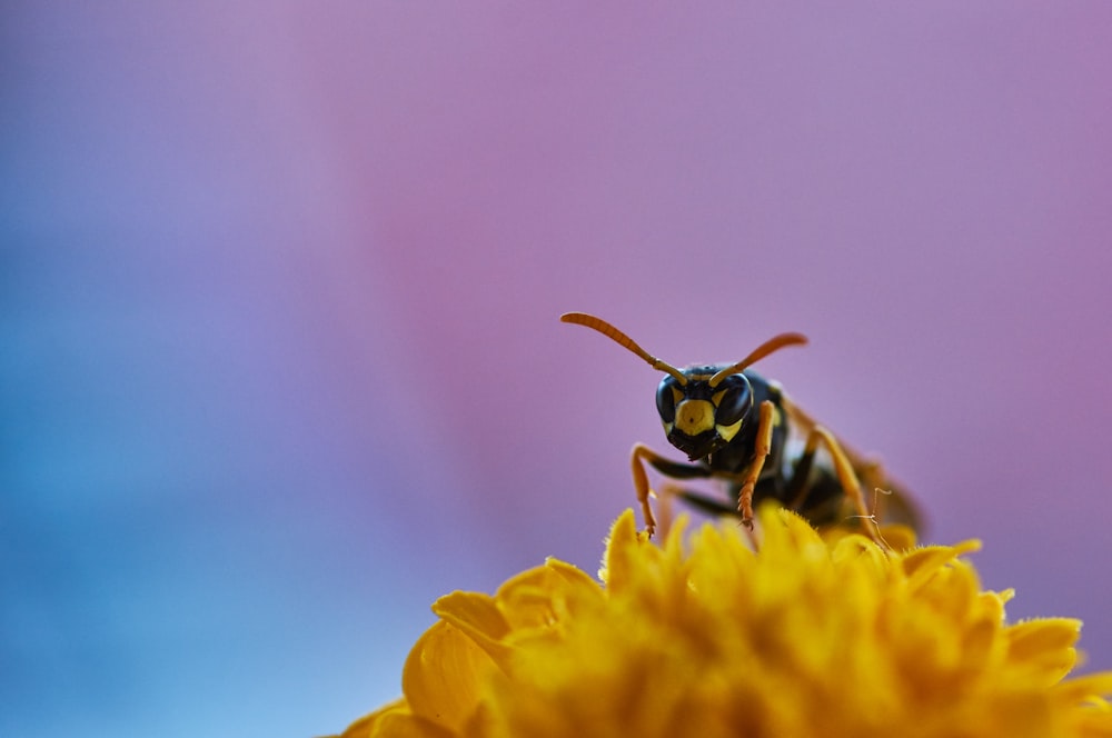 노란색과 검은 색 꿀벌 꽃에 pearching