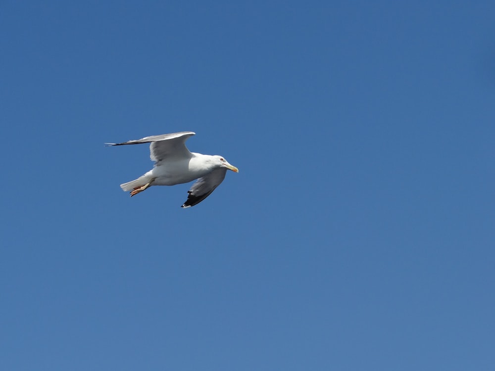 white and black bird flying under clear blue sky