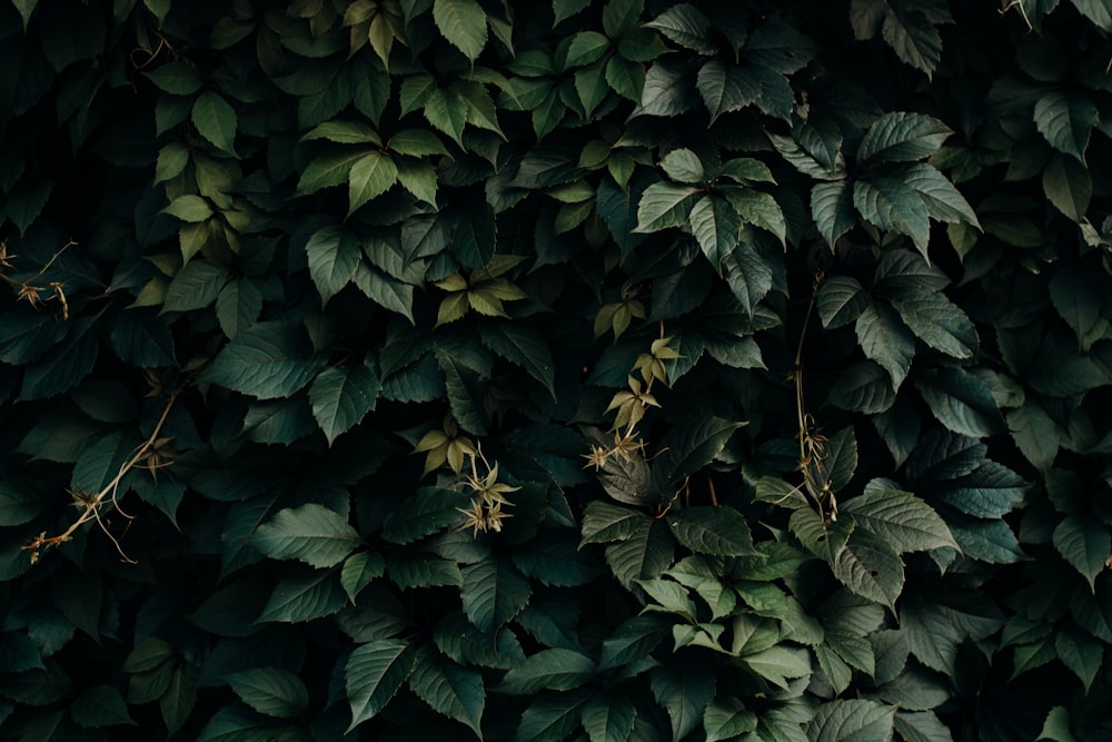 green leafed plant