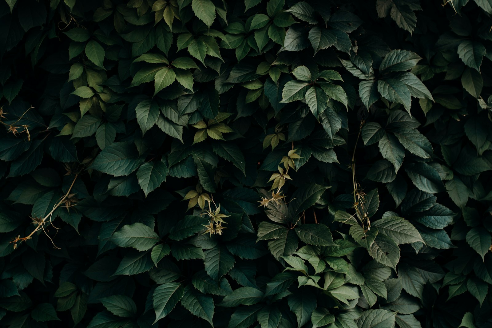 Nikon D7100 + Nikon AF-S Nikkor 50mm F1.8G sample photo. Green leafed plant photography