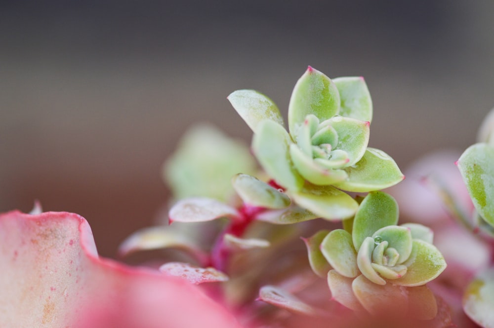 photographie en gros plan de la plante de jade verte