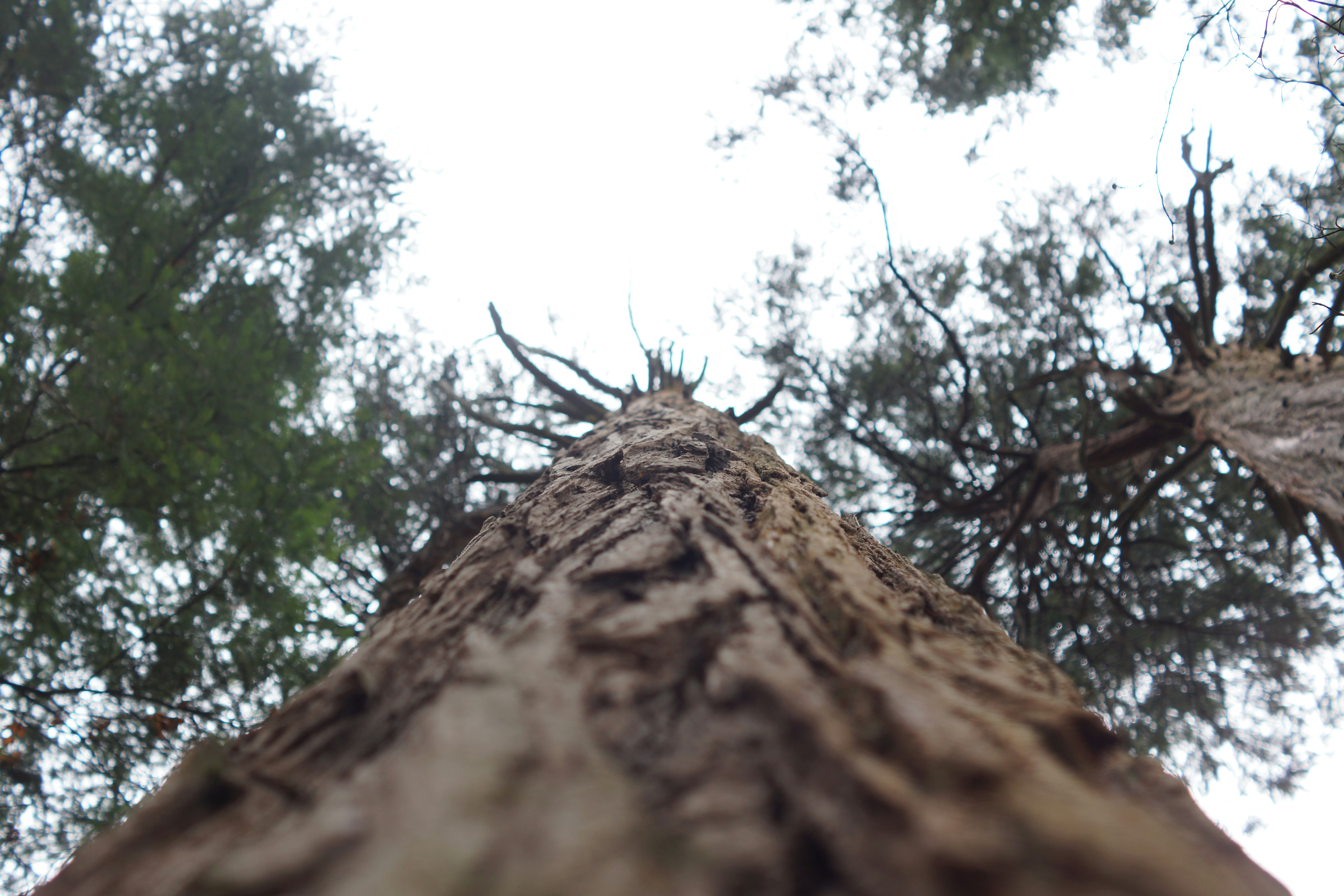 Photo by republickang