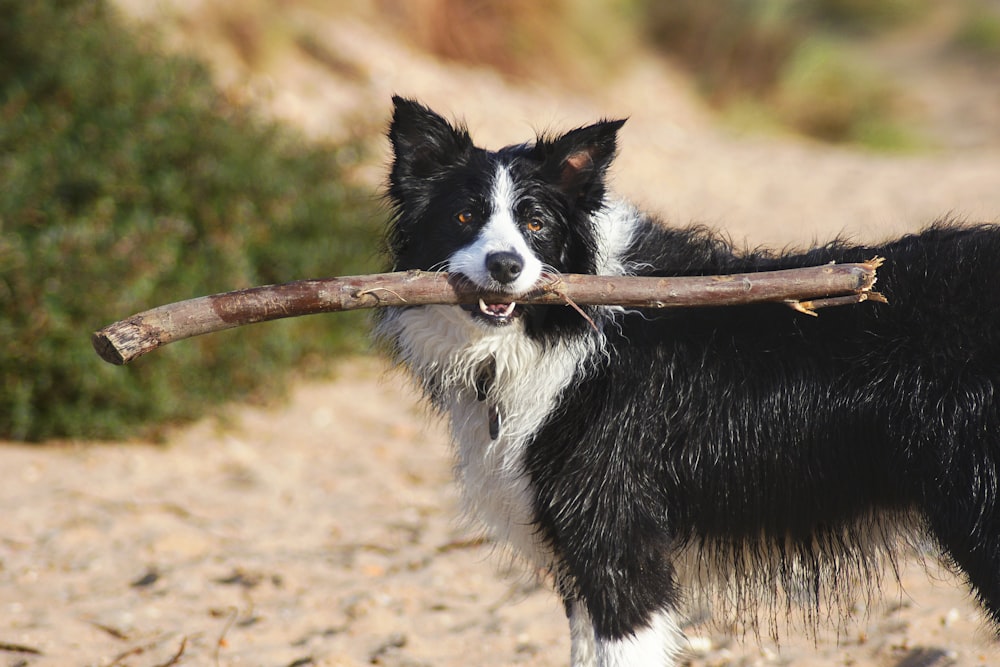 border collie carrying tree branch