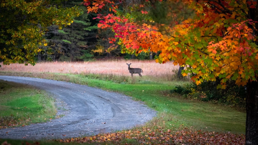 deer standing on grass field