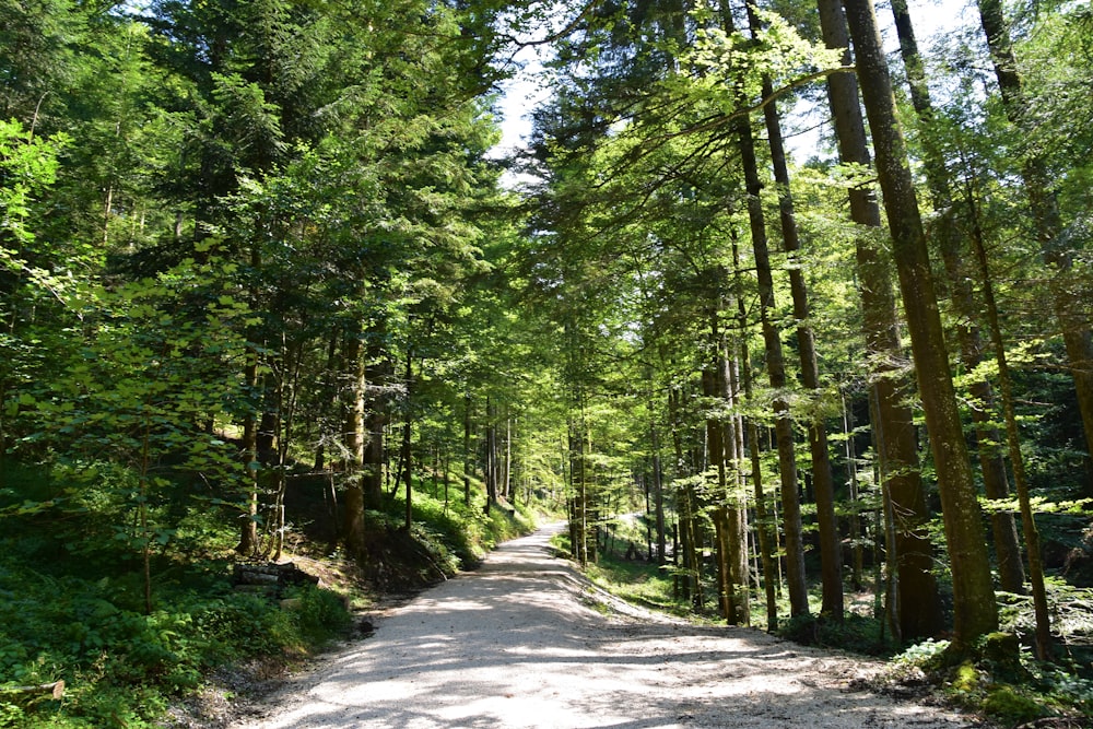 estrada vazia atravessando árvores durante o dia