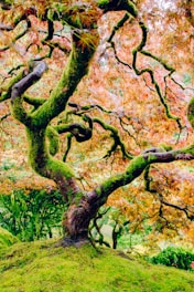 moss covered tree with pink leaves photo