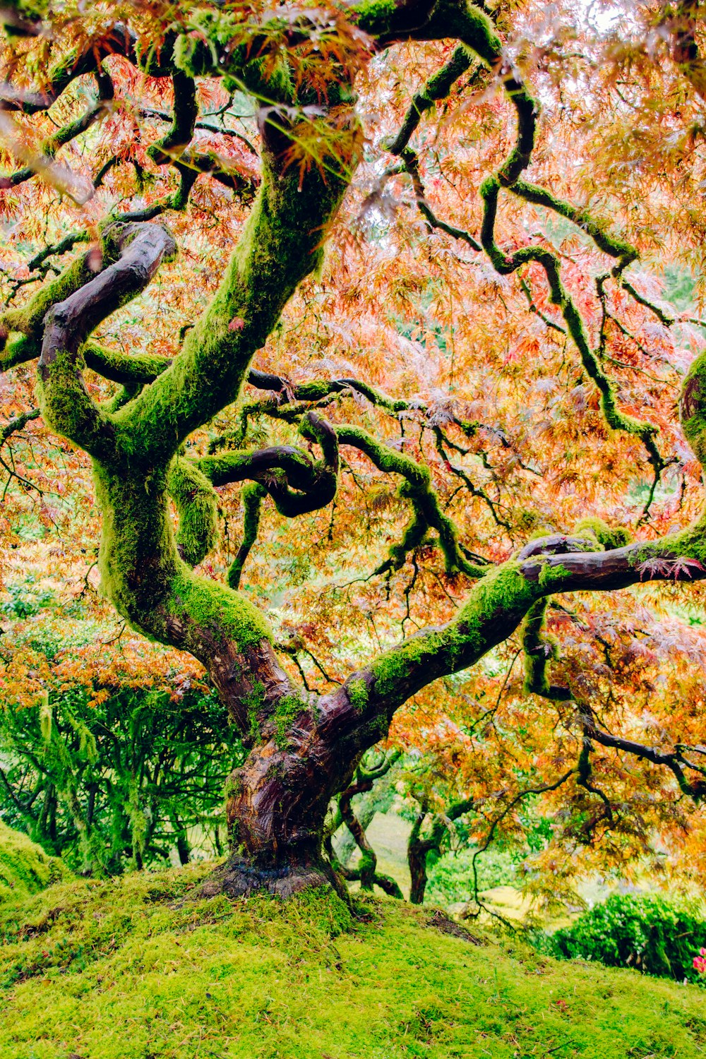 Árbol cubierto de musgo con hojas rosadas foto