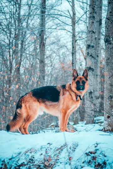 Dog walking with an owner