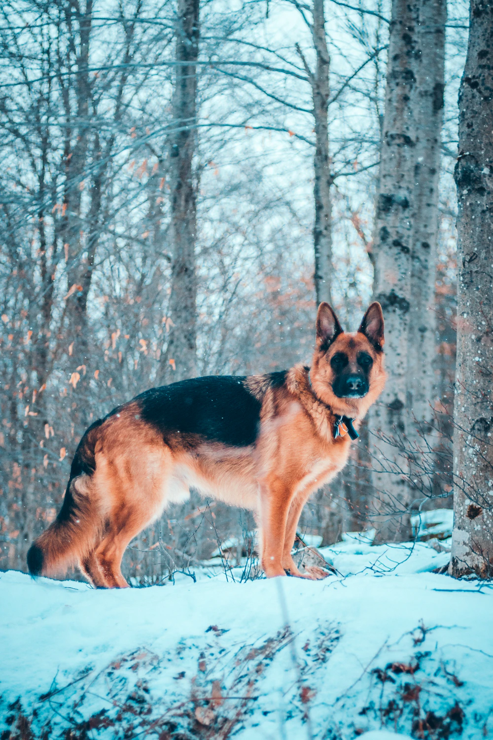 Dog walking with an owner