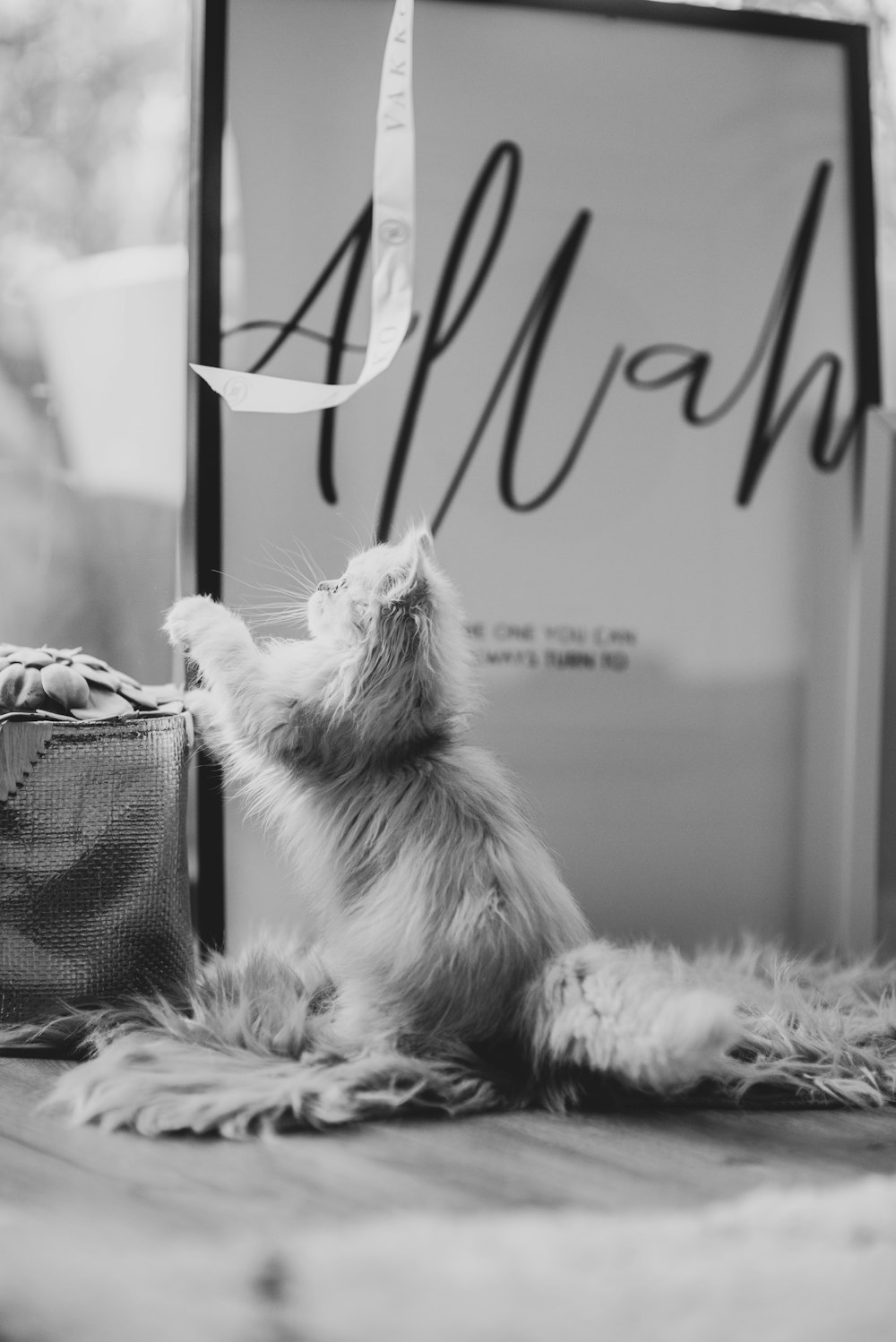 long-furred cat beside box