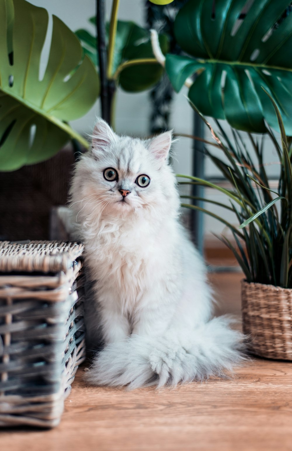 Gato persa de pelaje blanco sentado sobre una superficie de madera marrón