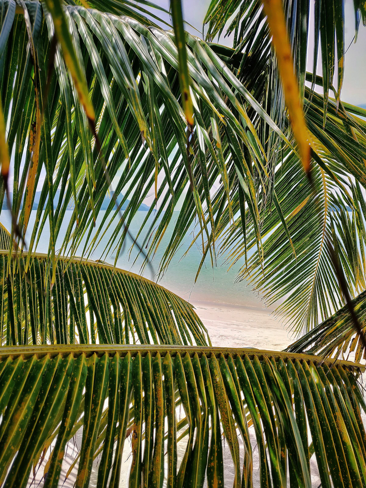 Palm trees on a beach in Langkawi, Malaysia