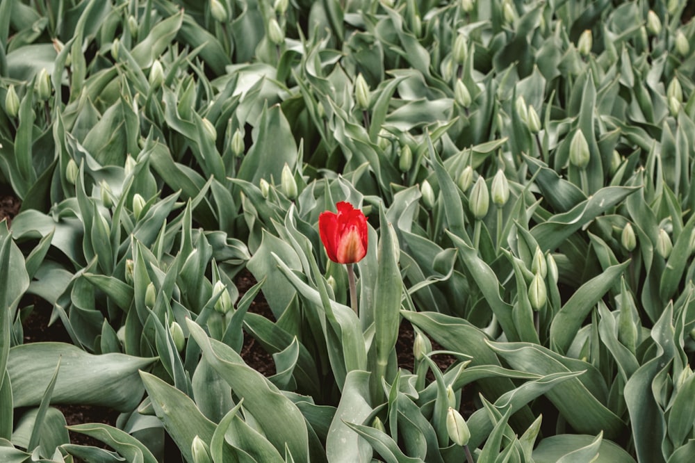 red-petaled flower