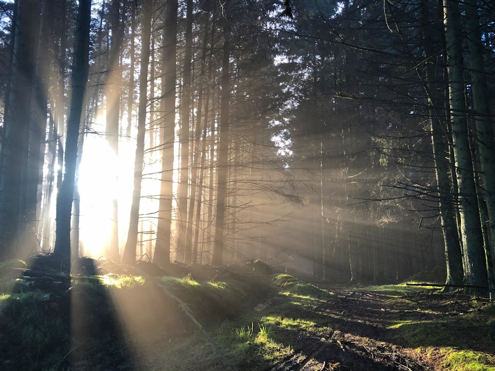 La luce del sole penetra sugli alberi durante il giorno