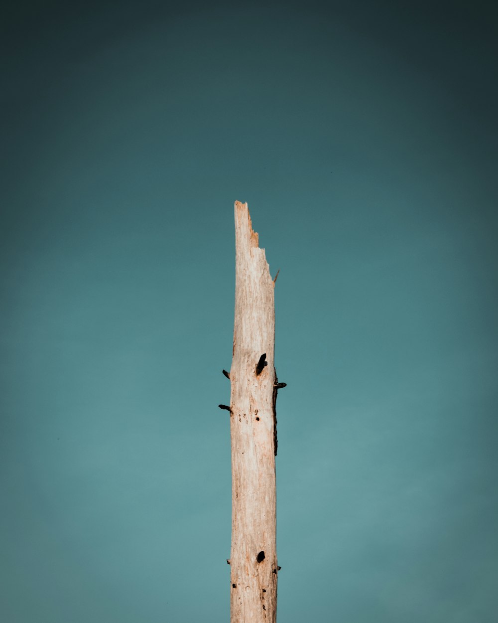 beige wooden pole