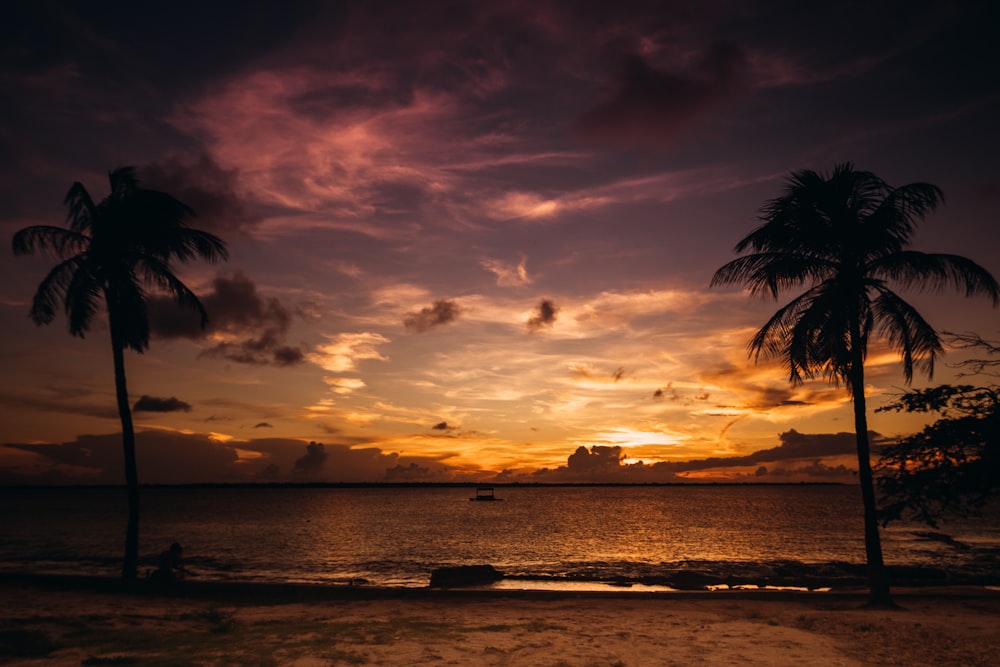 silhouette of coconut trees