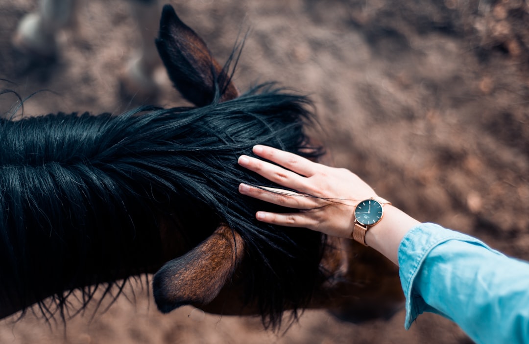 person touching horse head