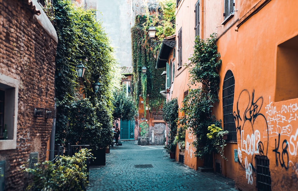 plants in alleyway