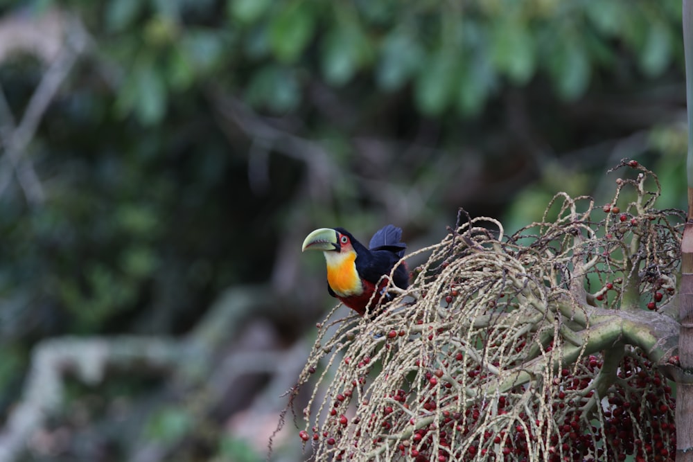 selective focus photography of black and white toucan porches on tree branch