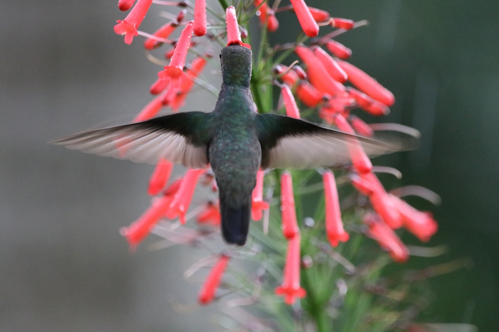 black hummingbird