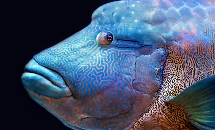 Hump-head wrasse