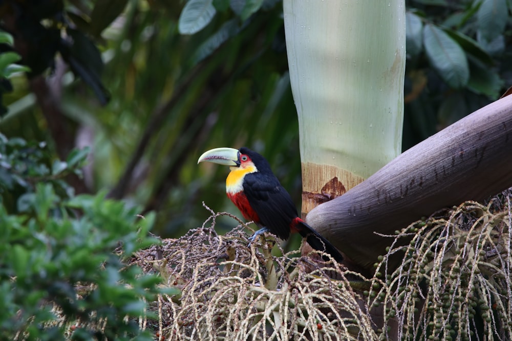 black, yellow, and red toucan