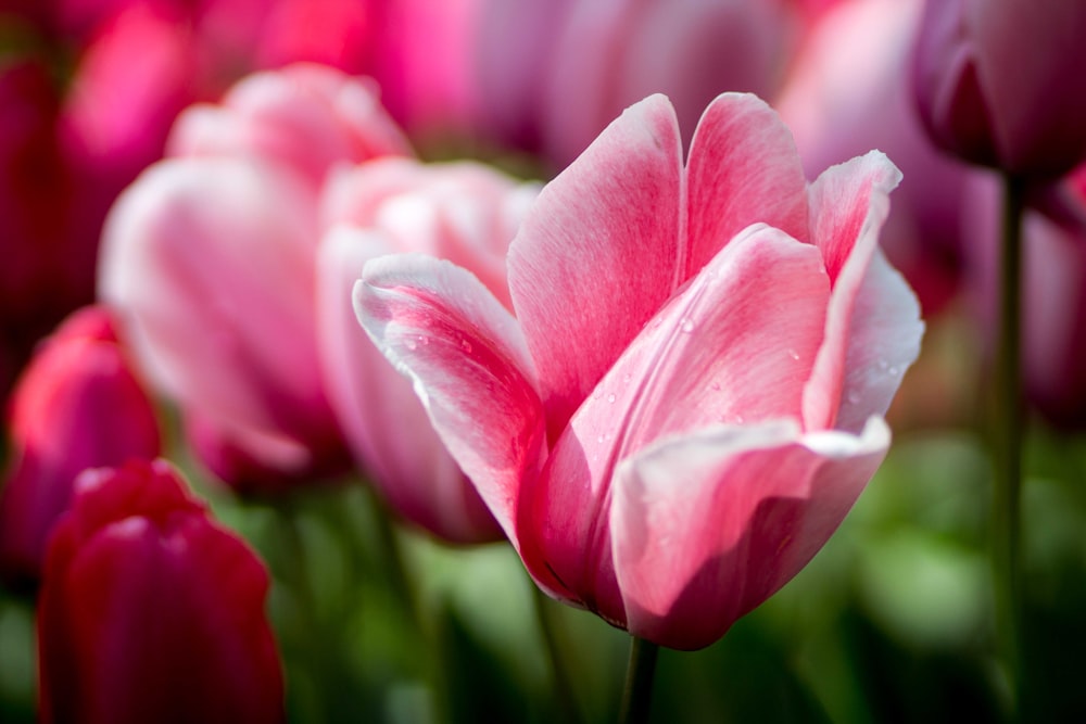 close up photography of pink tulips flower