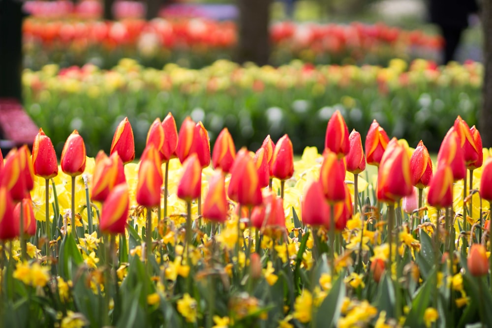 red tulip flowers