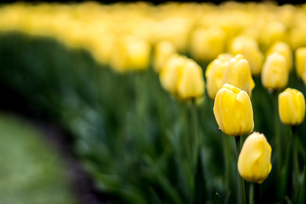 Fotografía de enfoque selectivo del campo de tulipanes amarillos