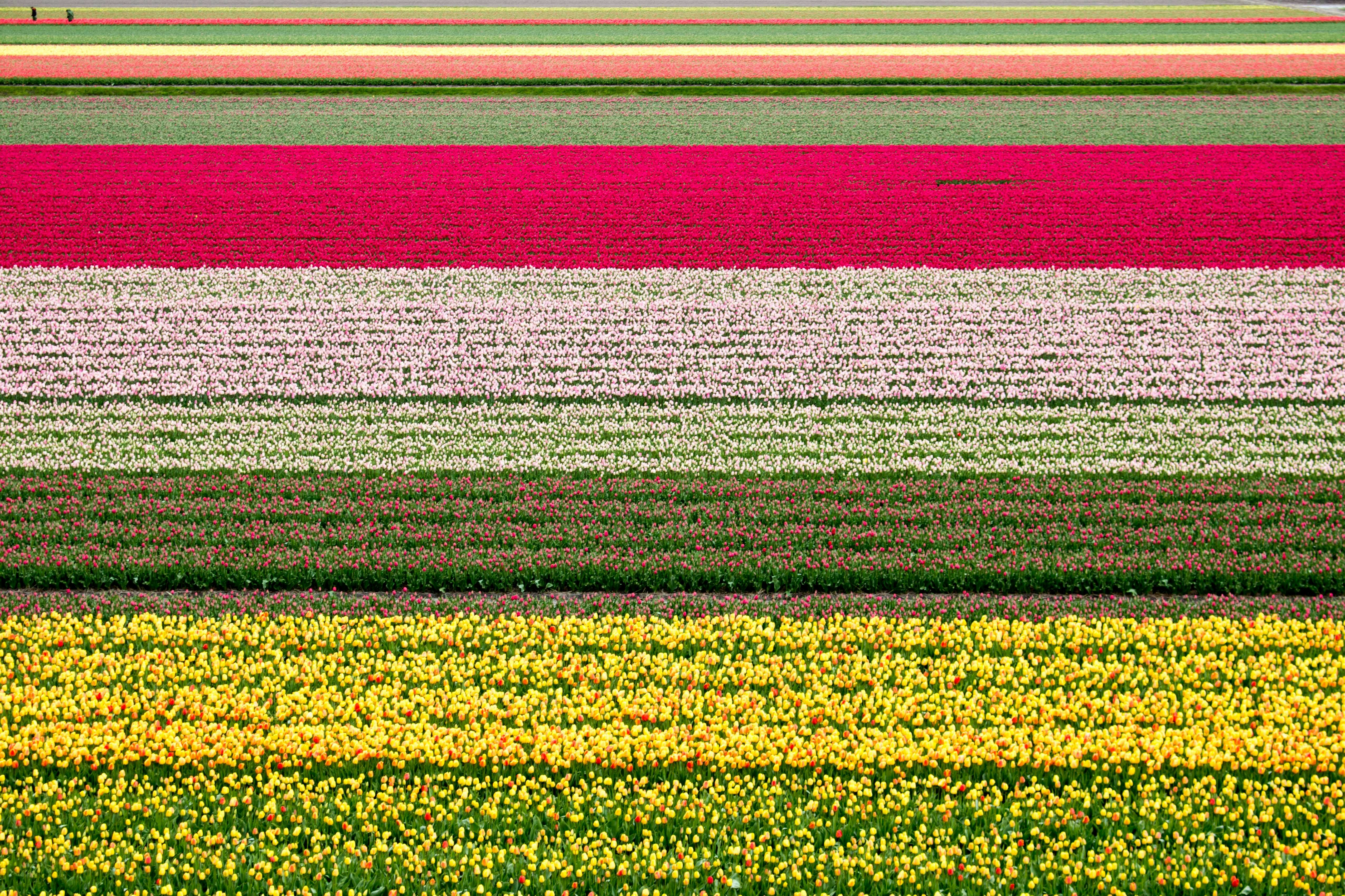 flower garden