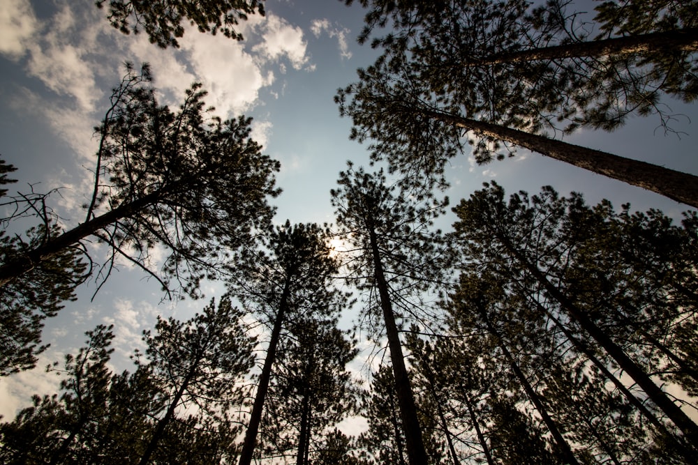 wormview photo of trees