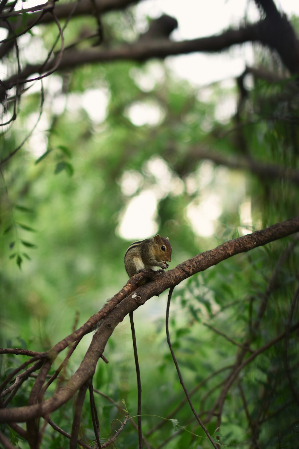 brown squirrel on tree branch