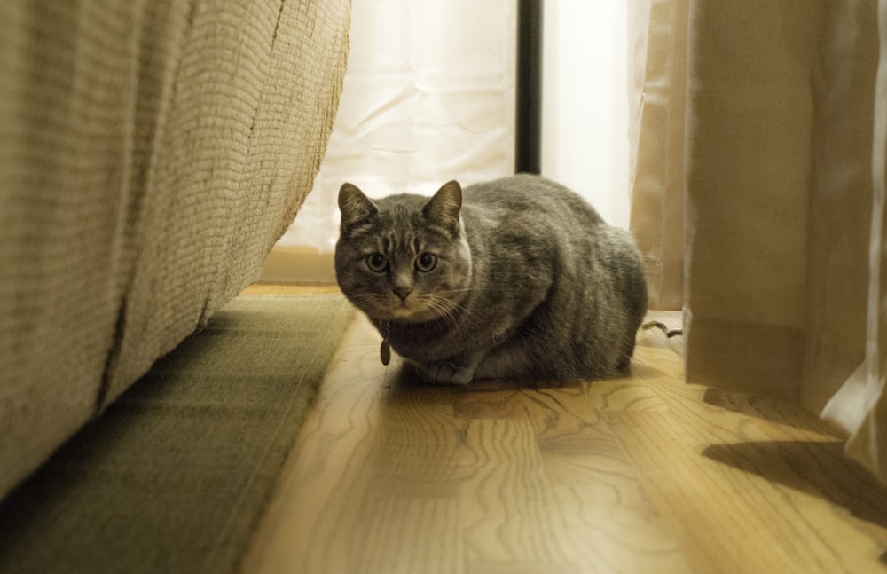 Grey short fur large cat proning on brown parquet floor photo – Free Wood  Image on Unsplash