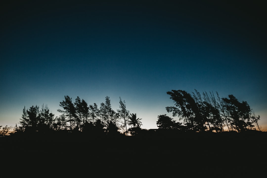 silhouette of trees