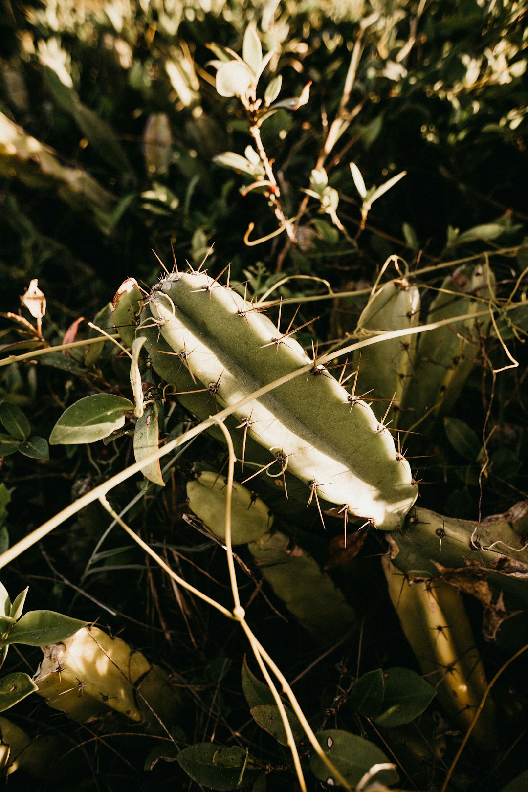 green cactus plant in close-up photography